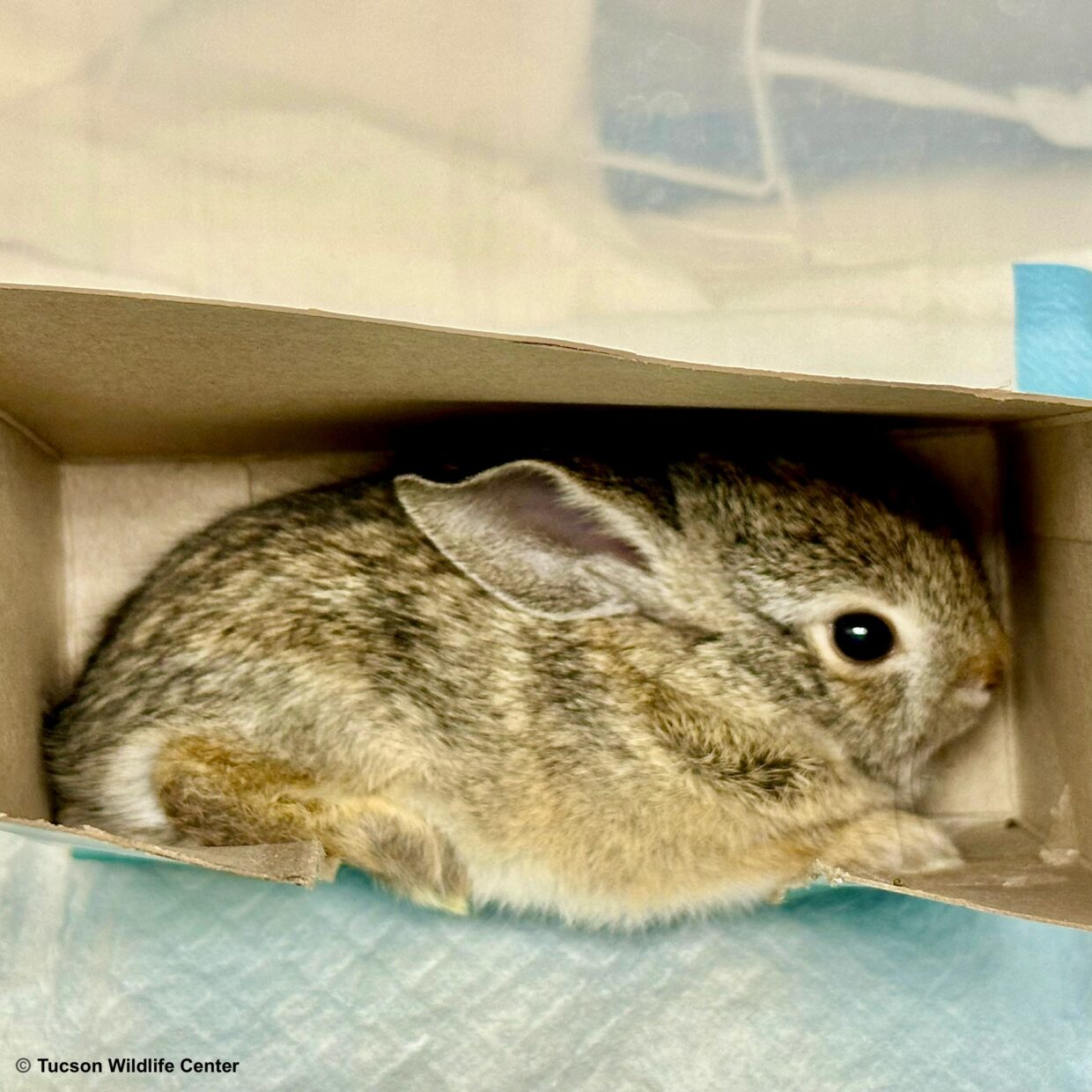 Patient Of The Week Education Corner Tucson Wildlife Center