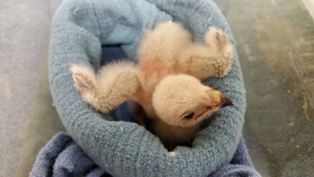 Nestling