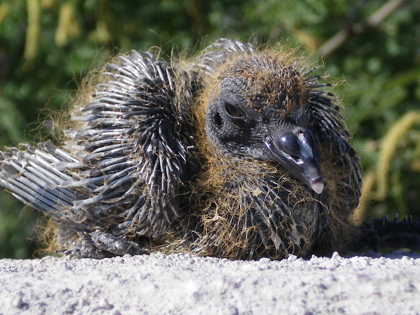 wildlife rescue birds adult cincinnati