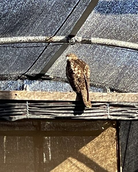 Updates from Tucson Wildlife Center: 10/2/2026