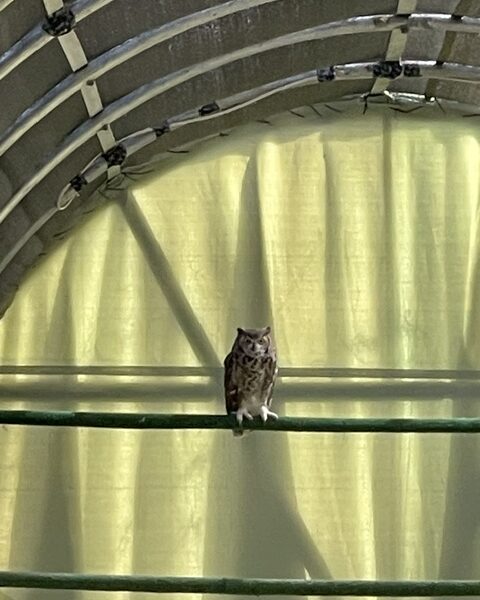 Updates from Tucson Wildlife Center: 10/30/2026