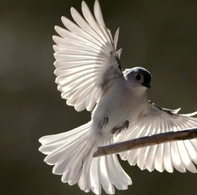 Education Corner: 1/30/2026