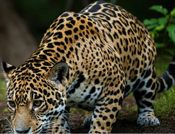 Education Corner – 3/20/26