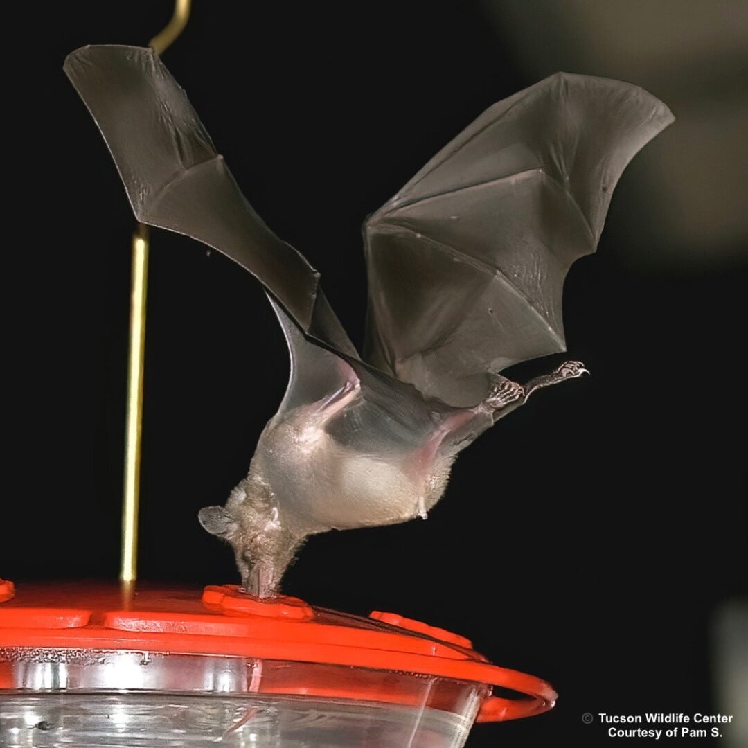 Extraordinary Discovery': Invasive Spider Captures and Feeds on Bats - CNET