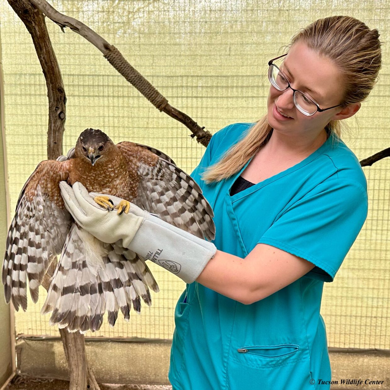 Home - Tucson Wildlife Center