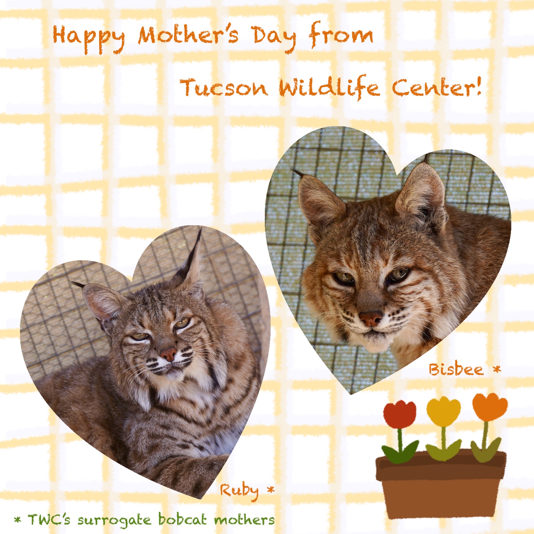 Happy Mother's Day 2024 - Tucson Wildlife Center