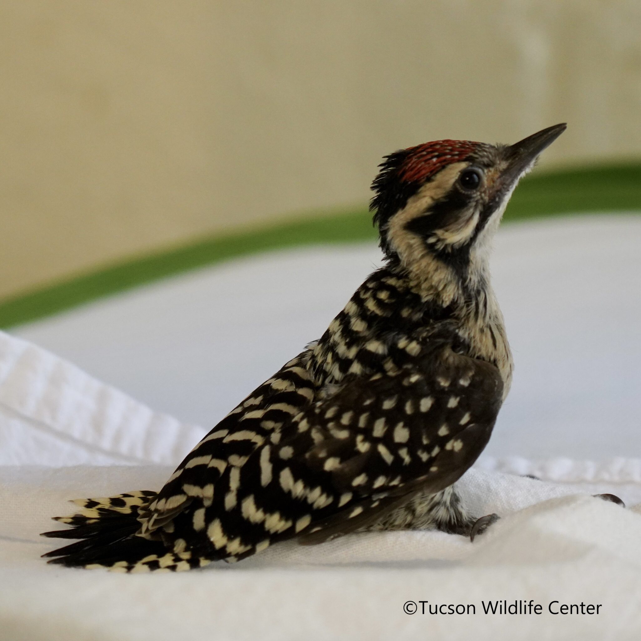 Patient of the Week Ladderbacked Woodpecker Nestling Tucson
