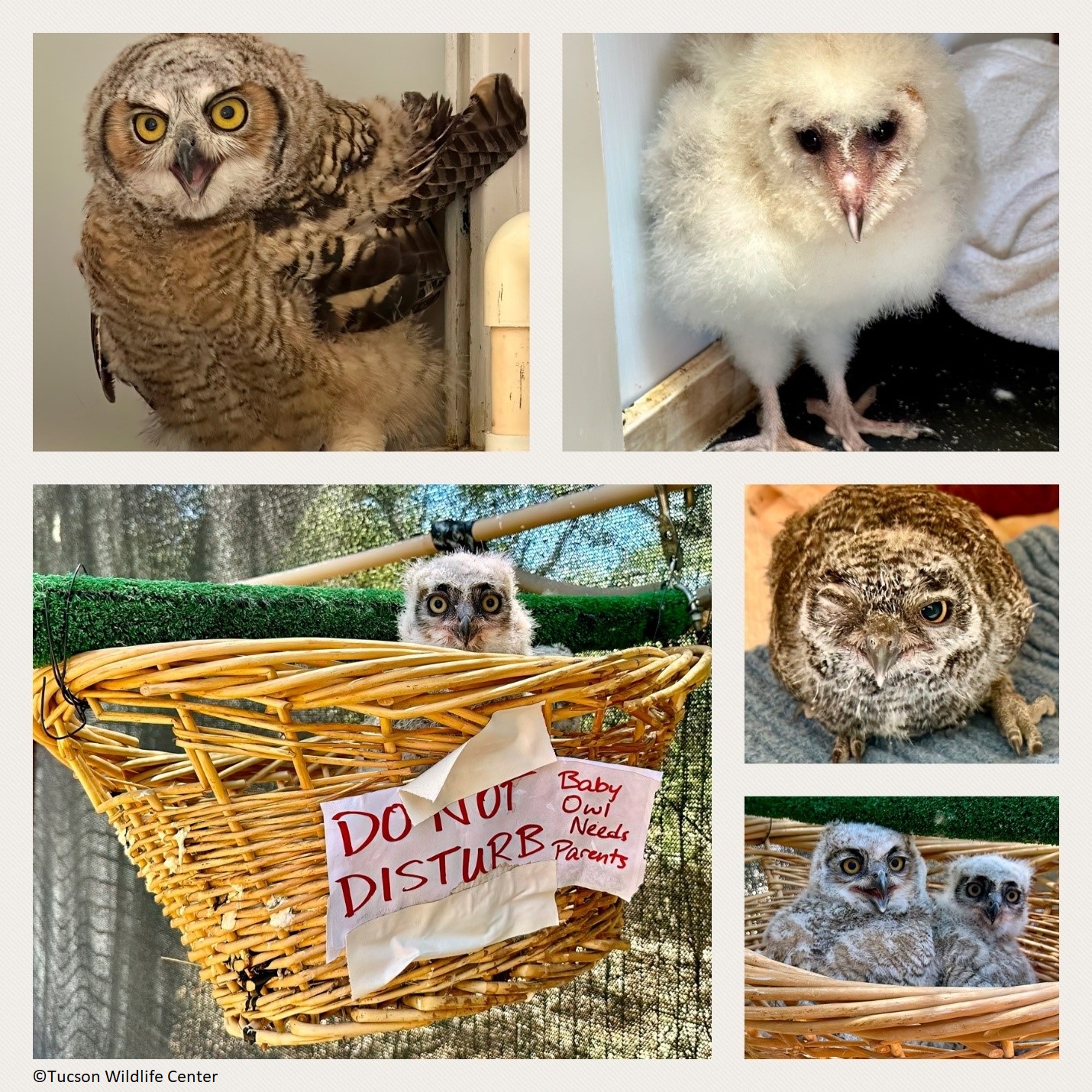 MEET THE OWLS There is - Saugerties Chamber of Commerce