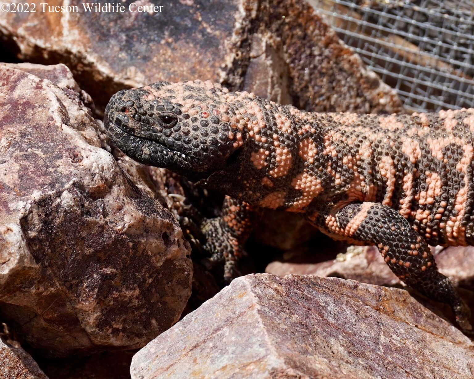 Update: Patient of the Week: Gila Monster - Tucson Wildlife Center