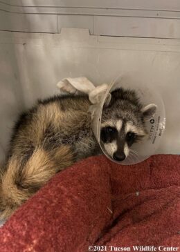 Patient of the Week: Juvenile Raccoon - Tucson Wildlife Center