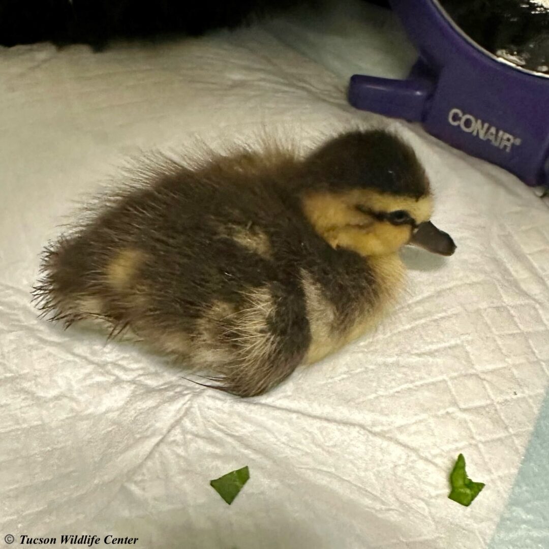 Patient of the Week: 10/10/25