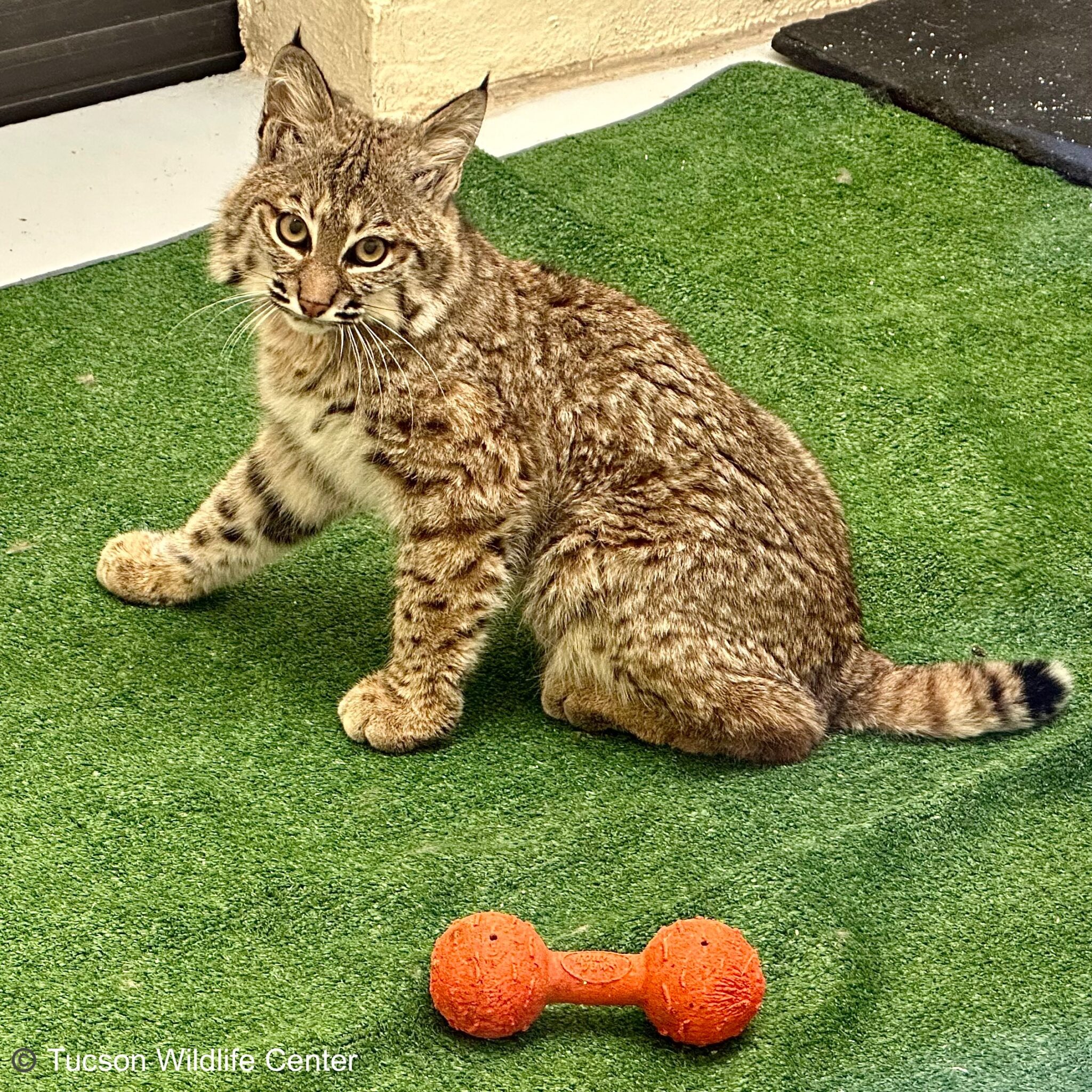 Patient of the Week: 12/23/22 - Tucson Wildlife Center