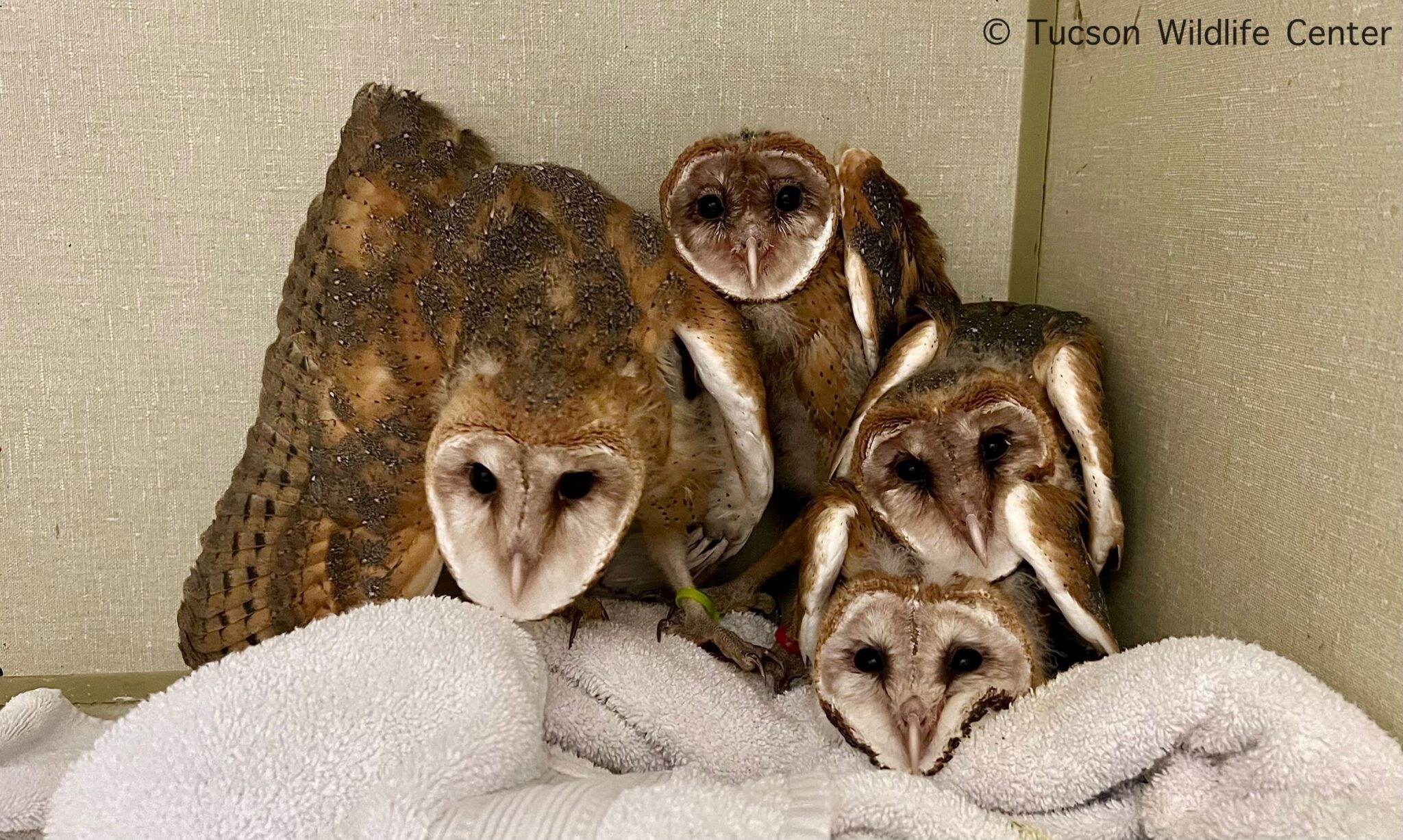 Patient Of The Week Barn Owl Fledglings Tucson Wildlife Center