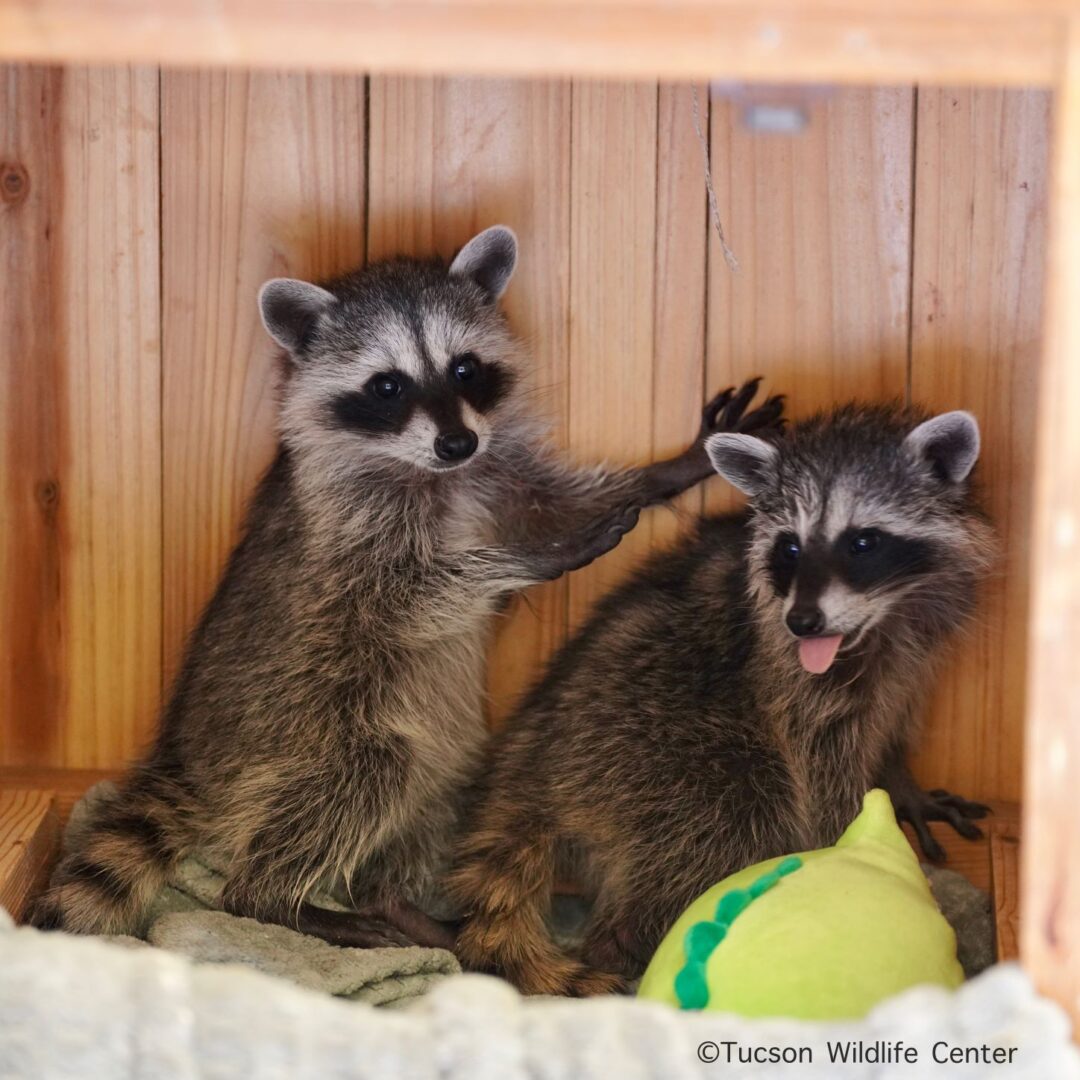 Patient of the Week: Baby raccoons - Tucson Wildlife Center