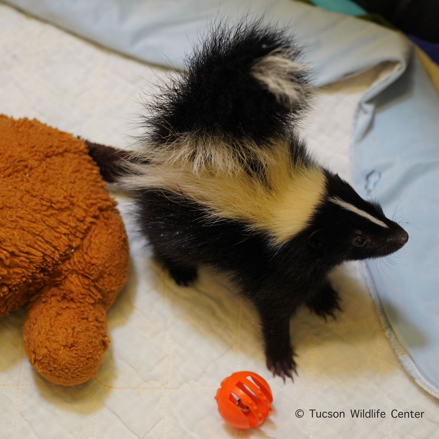 Patient of the Week: Striped Skunk Kit - Tucson Wildlife Center