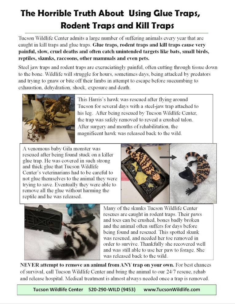 https://tucsonwildlife.com/wp-content/uploads/the-truth-about-using-glue-traps-rodent-traps-and-kill-traps-website.jpeg