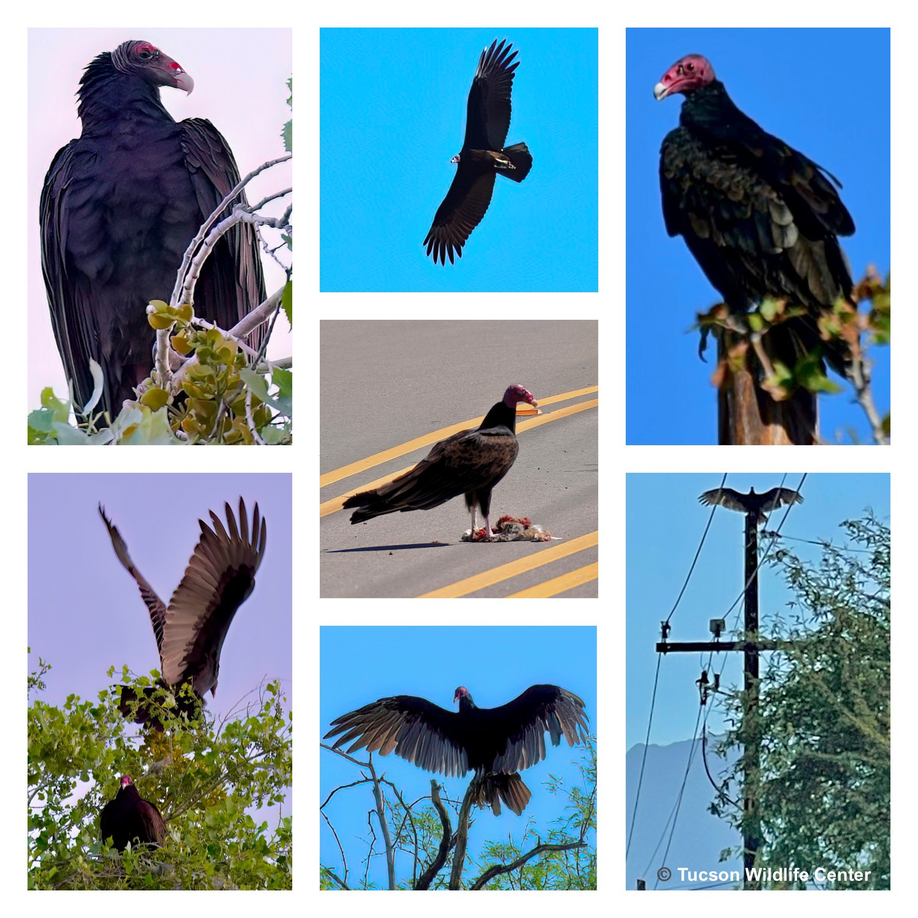 On Turkey Vultures  Rowena Wildlife Clinic