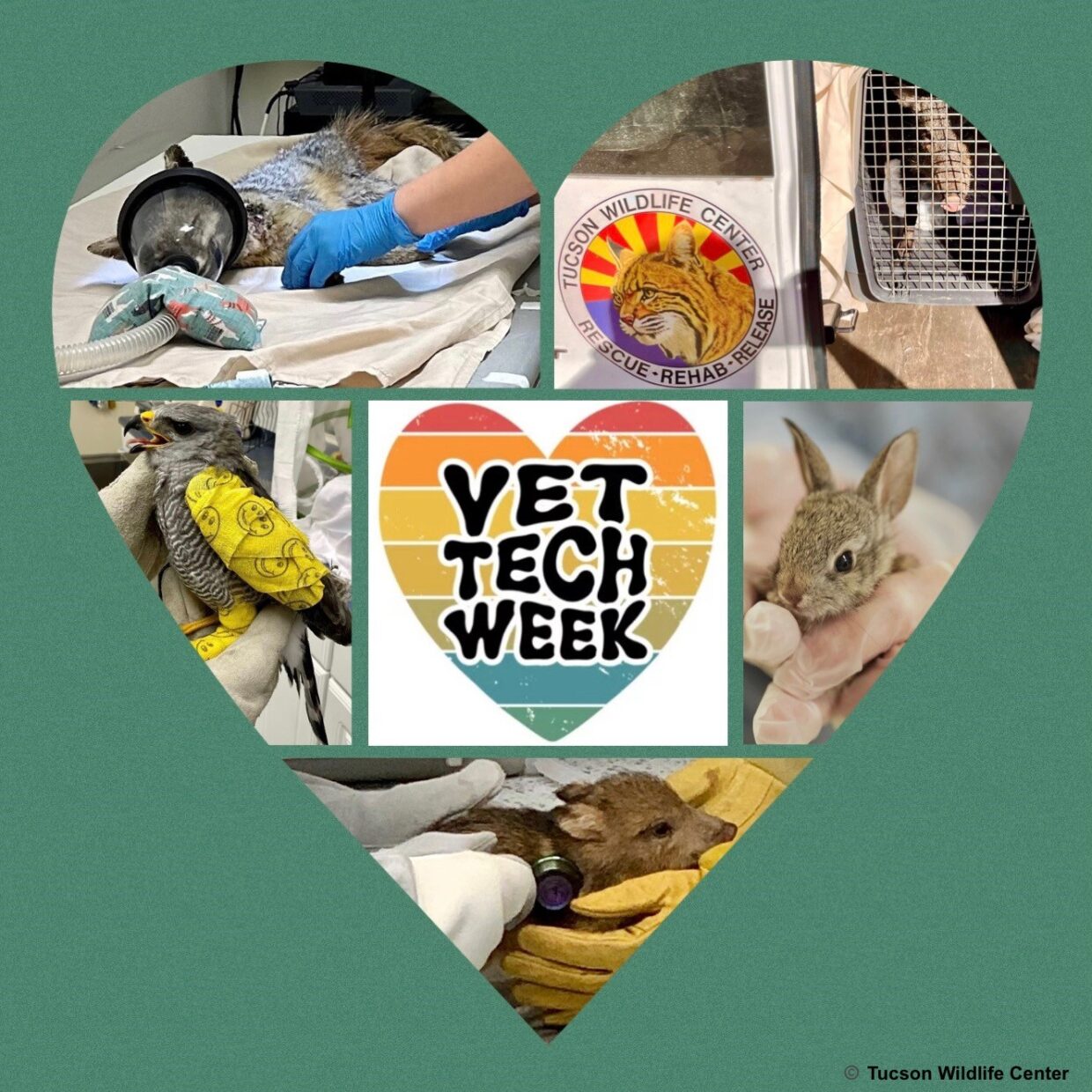 National Veterinary Technician Week Tucson Wildlife Center